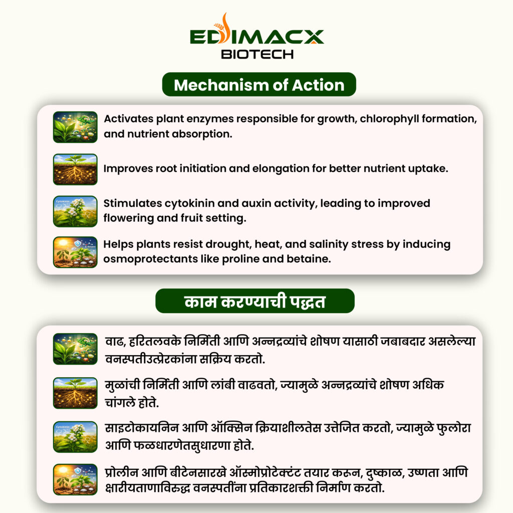 EDIMACX BUNDHA PLUS | ईडिमॅक्स बुंधा प्लस