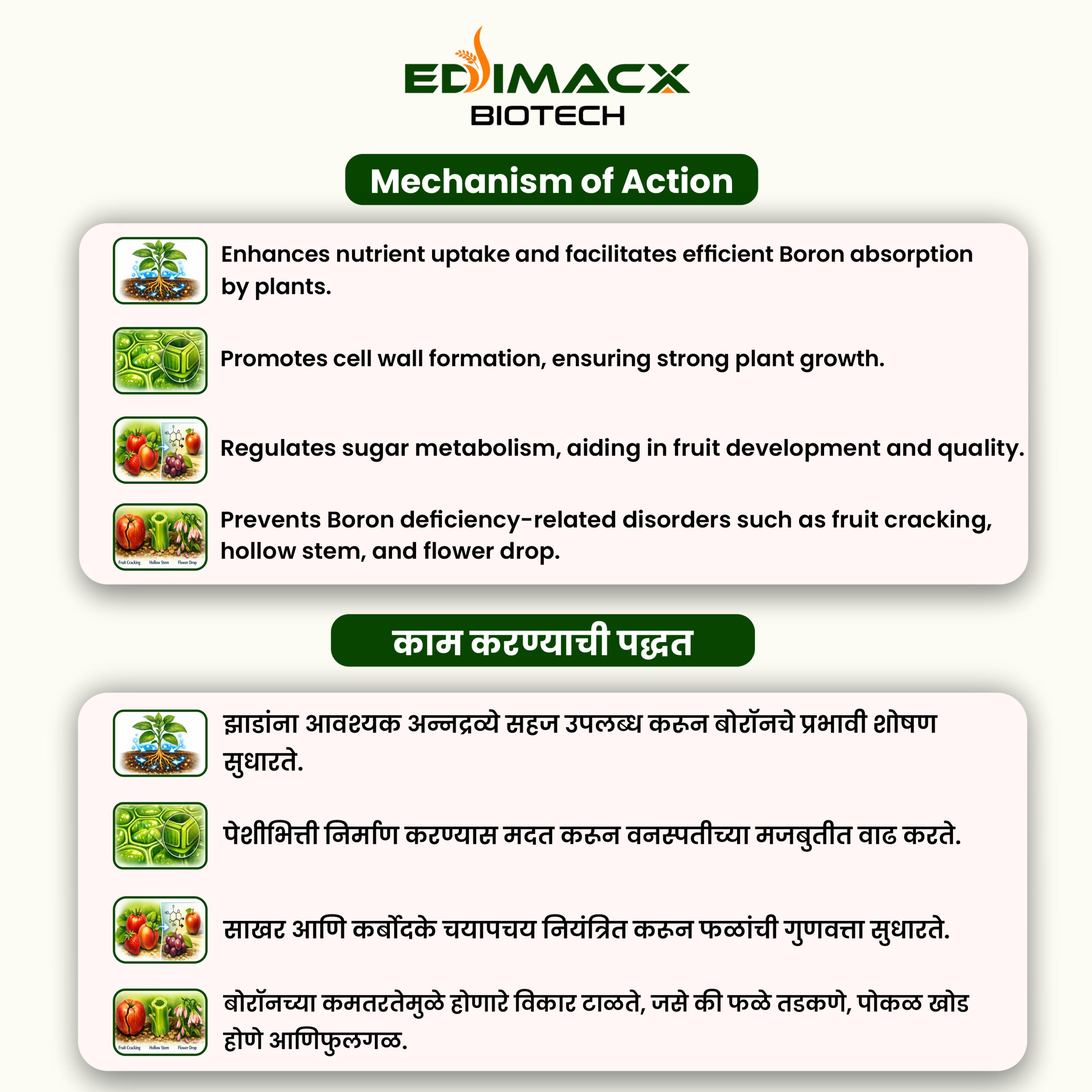 EDIMACX-B DOT 20 | ईडीमॅक्स–बी डॉट २० - Image 3