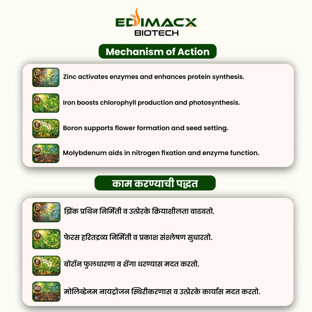 EDIMACX DALMAKER | इंडिमॅक्स डाळमेकर