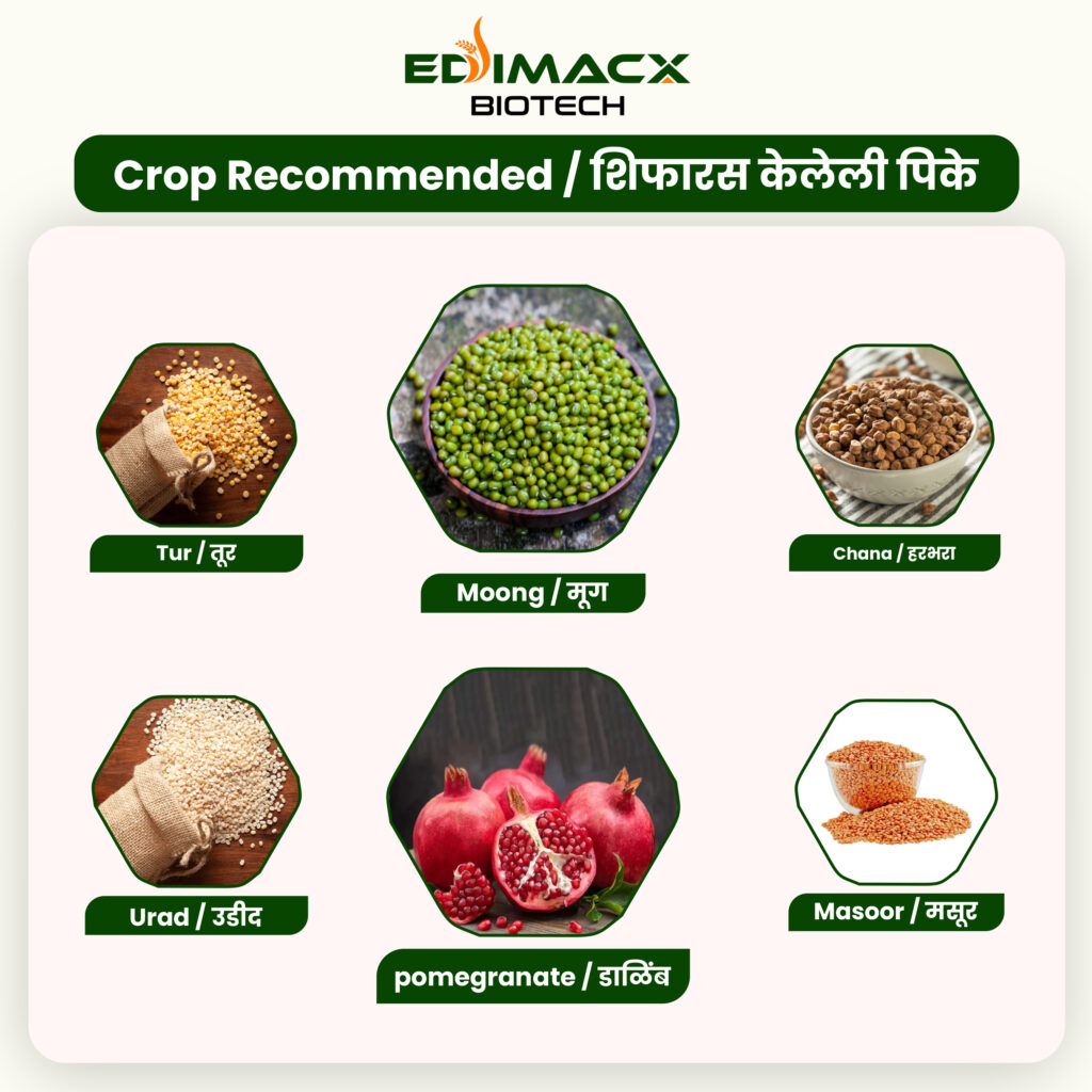 EDIMACX DALMAKER | इंडिमॅक्स डाळमेकर
