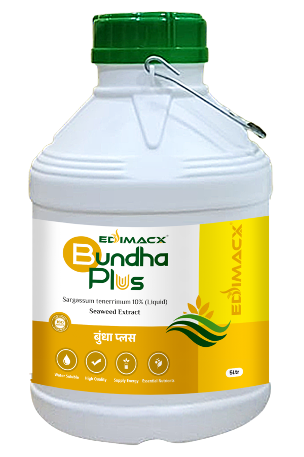 EDIMACX BUNDHA PLUS