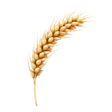 wheat